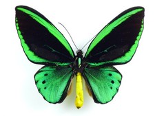 Ornitoptera priamus bornemanni