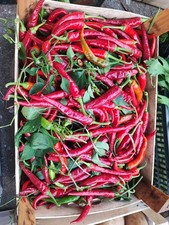 4 kg Di Peperoncini Rossi