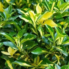 Evonimo "Euonymus japonicus