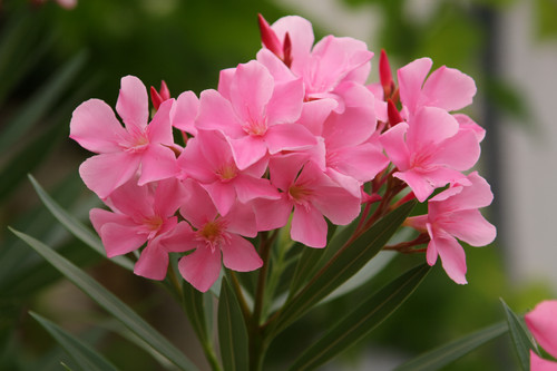 Oleandro nerium oleander - oleandro,