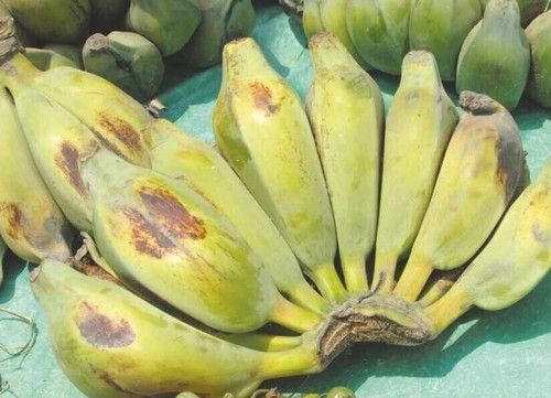Snow banana neve - -,