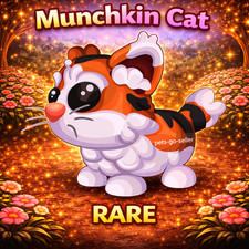 GATTO MUNCHKIN (ECONOMICO)