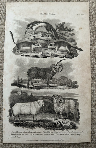 Ghiro capra pecora 1809 - capra,