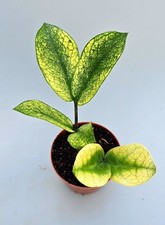 Zamioculcas Zamiifolia Camaleonte