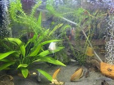 Acqua Acquario, Partenza Acqua