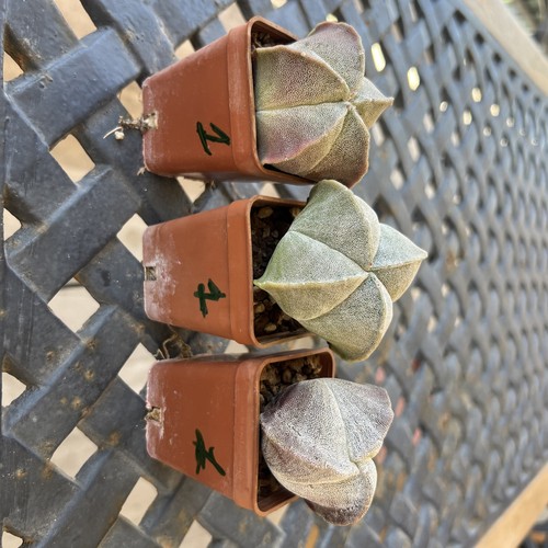 Combo astrophytum myriostigma - combo,
