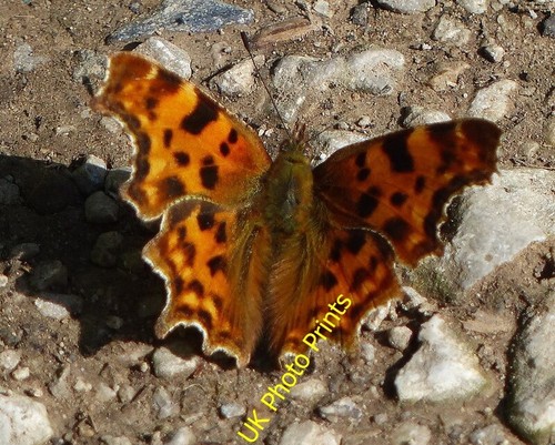 Photo 6x4 comma butterfly - comma,