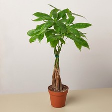 Braided Money Tree Pachira