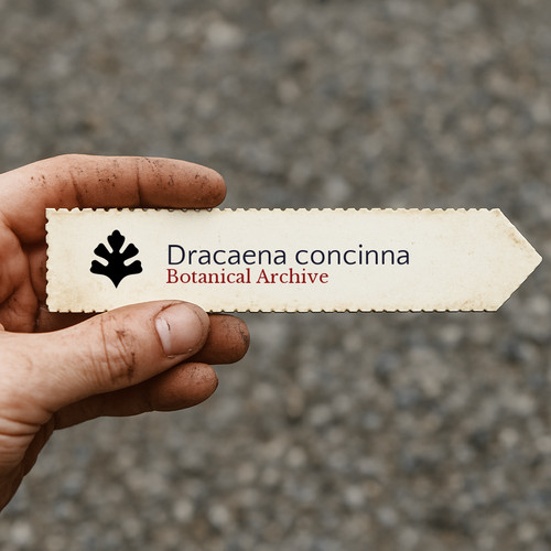 Dracaena concinna seeds - concinna,