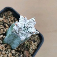 Astrophytum coahuilense cv
