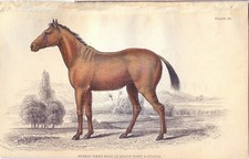 CAVALLO IBRIDO,  di  JARDINE 