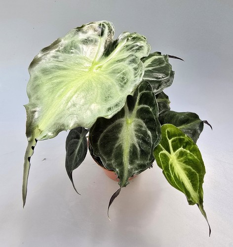 Bellissima alocasia venom con - venom,
