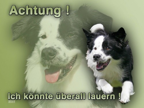 Targa avvertimento cani - avvertimento,