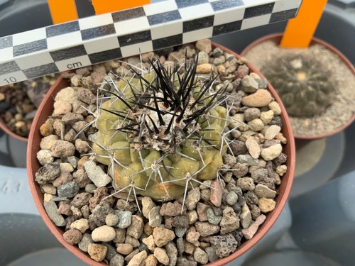 430 copiapoa spec - copiapoa, lost