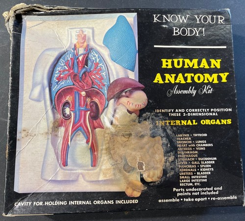 Renwal human anatomy kit - human,