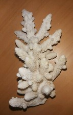 RARO RAMO GRANDE CORALLO BIANCO 17cm MADREPORA Australia White VERO NATURALE