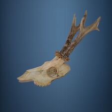 393CA Trofeo di capriolo 400g