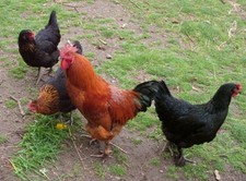 10 uova Maran nero-rame