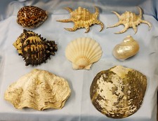 LOTTO DI CONCHIGLIE DA COLLEZIONE GRANDI E PICCOLE