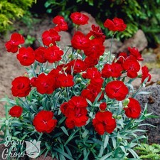 Dianthus fire star improved - star, 2