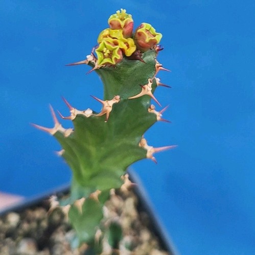 Euphorbia tortirama