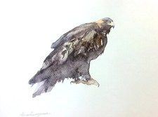 Aquila uccellini opera - ,