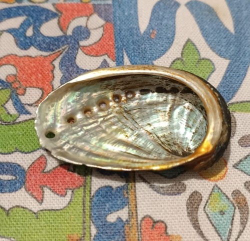 Conchiglia naturale abalone - conchiglia,