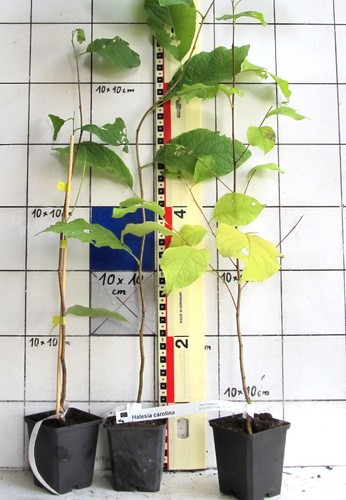 Halesia carolina arbusto - halesia, carolina,