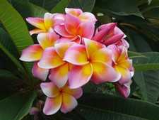10 semi di PLUMERIA – PIANTA