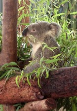 1 cartolina postale koala