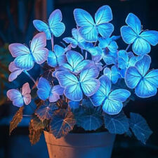 50 pz/confezione semi di