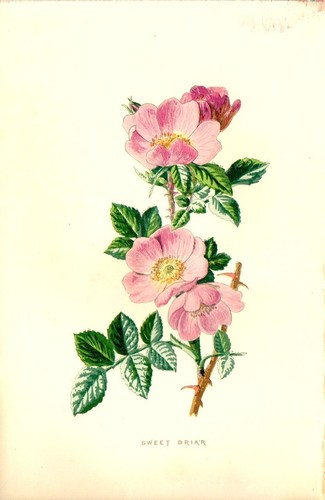 1890 rosa rubiginosa antica - rubiginosa,