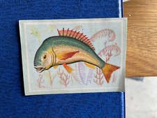 EDITRICE MODERNA VITA E COLORE FIGURINA N 82 RETRO CON PUNTI