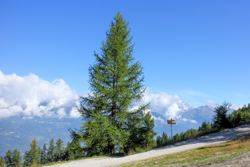 Pianta larice europeo larix - larice,