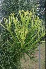 2 Esquejes De Euphorbia