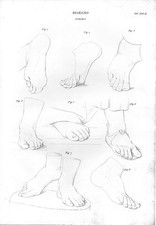 Stampa antica anatomia PIEDE