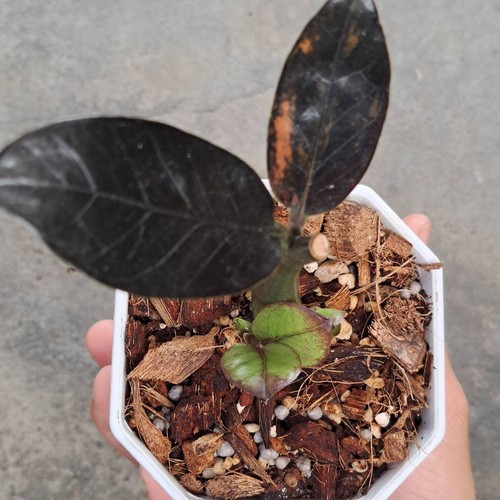 Zamioculcas zamiifolia - zz,