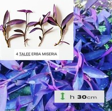 4 Talee - Setcreasea Purpurea