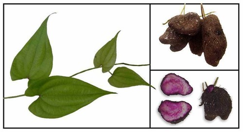Dioscorea alata purple - –,