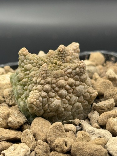 Pseudolithos cubiformis