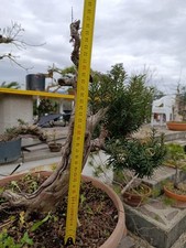 prebonsai Tasso