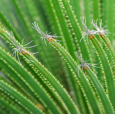 Dasylirion acrotrichum -