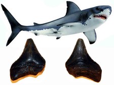 Carcharodon megalodon dente - megalodon,