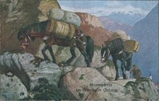 cf303 cartolina Sudtirol  Muli