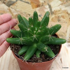 Mammillaria longimamma vaso - vaso, 10