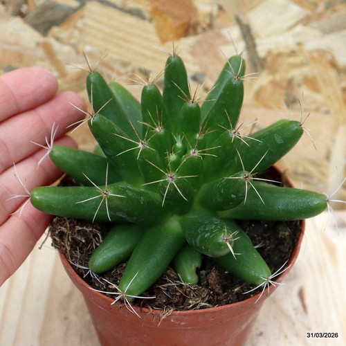 Mammillaria longimamma vaso - mammillaria,