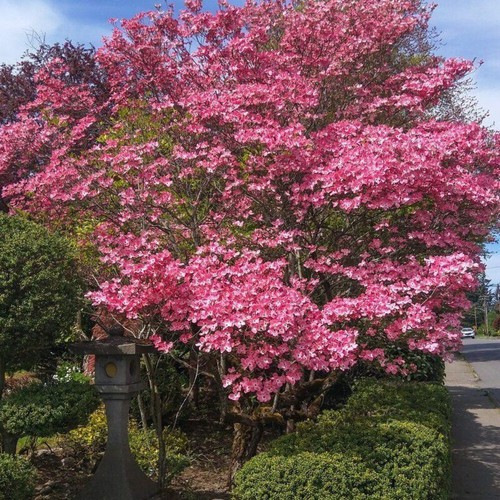 Cornus florida rubra - florida,