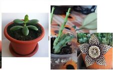 2Piantine Grasse:1Stapelia Variegata 1Crassula ovata Steli Radicati -radice nuda