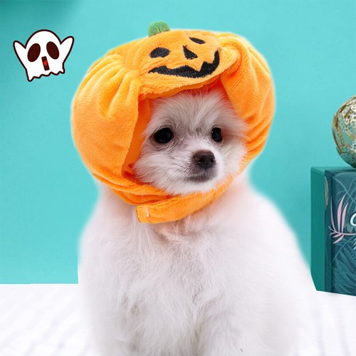 Costume cane cucciolo gatto