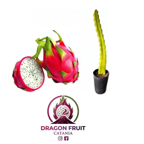 Pianta pitaya frutto - pianta, del